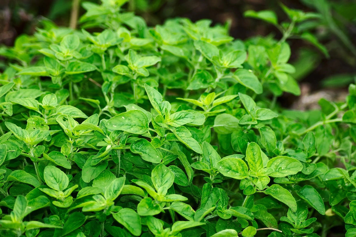 How to Grow Oregano