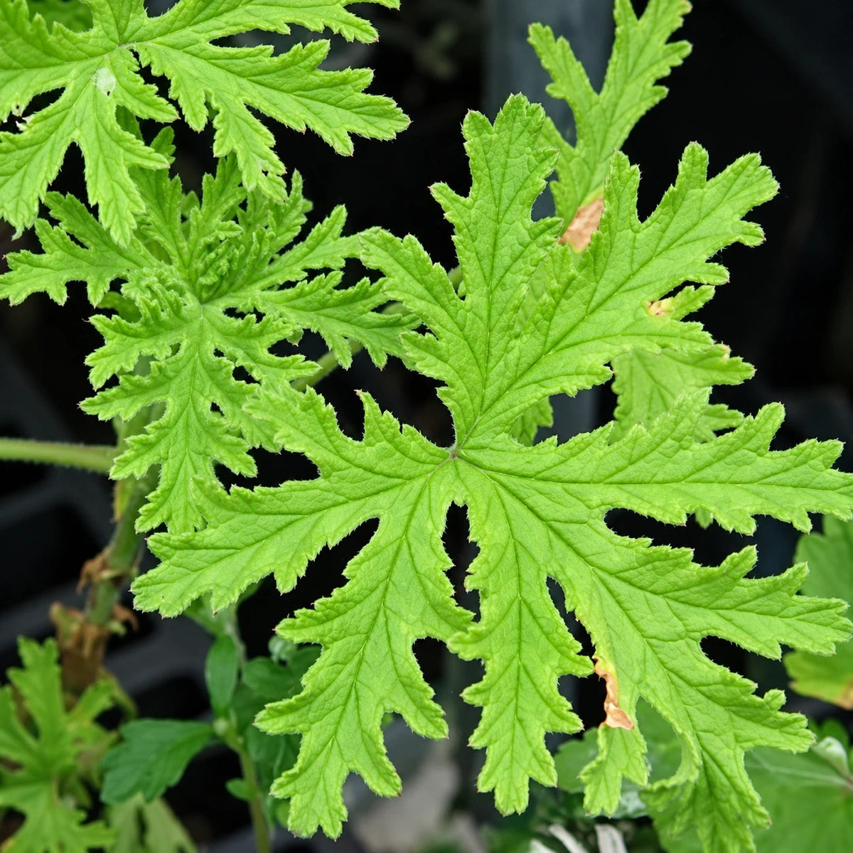 Growing Scented Geraniums