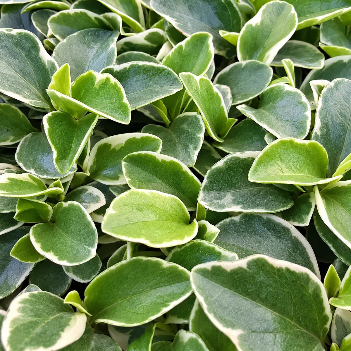 Peperomia Care