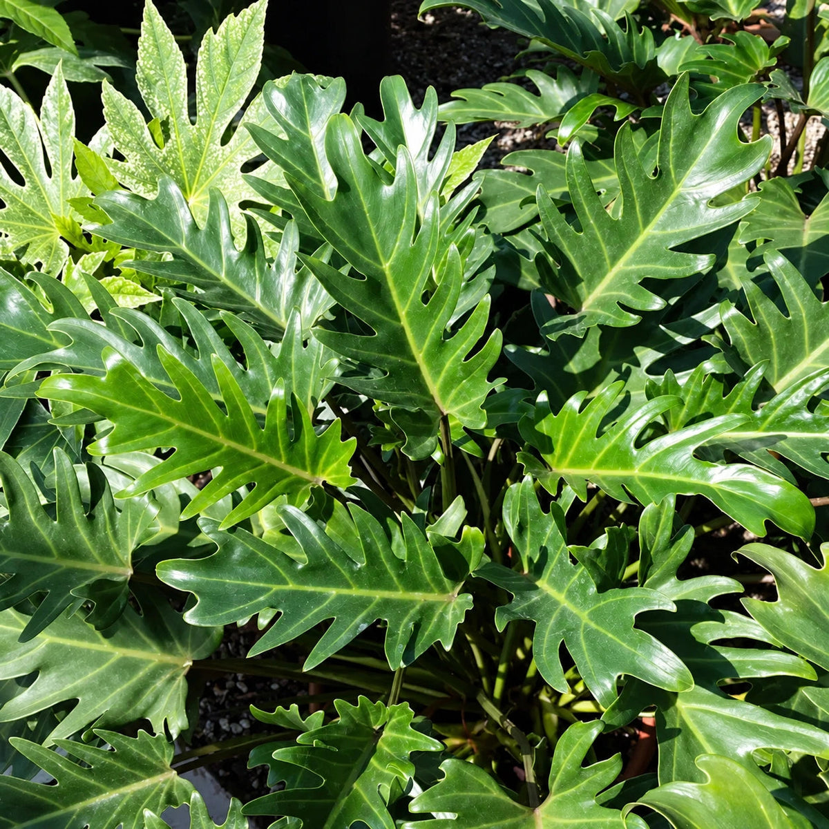 Philodendron Care