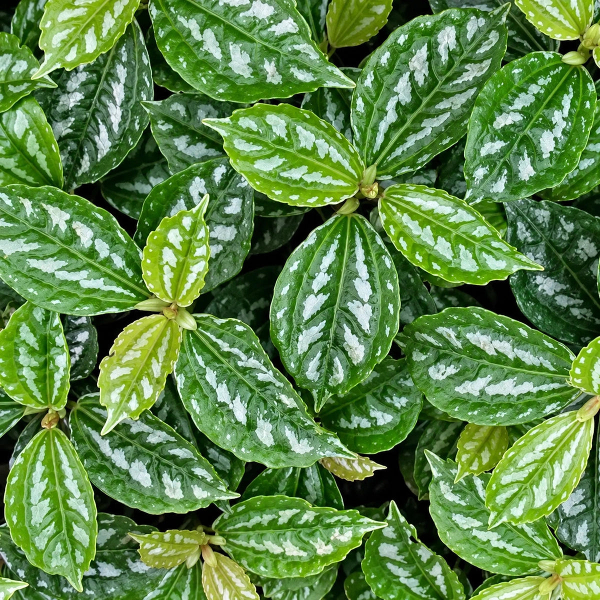 Pilea Care