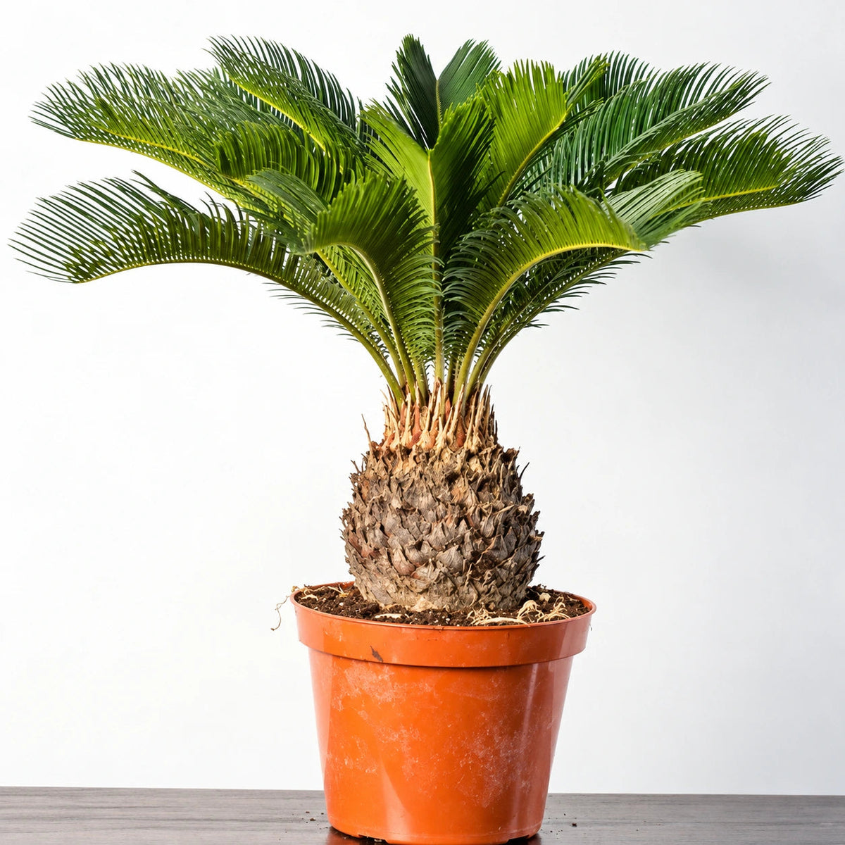Sago Palm Care