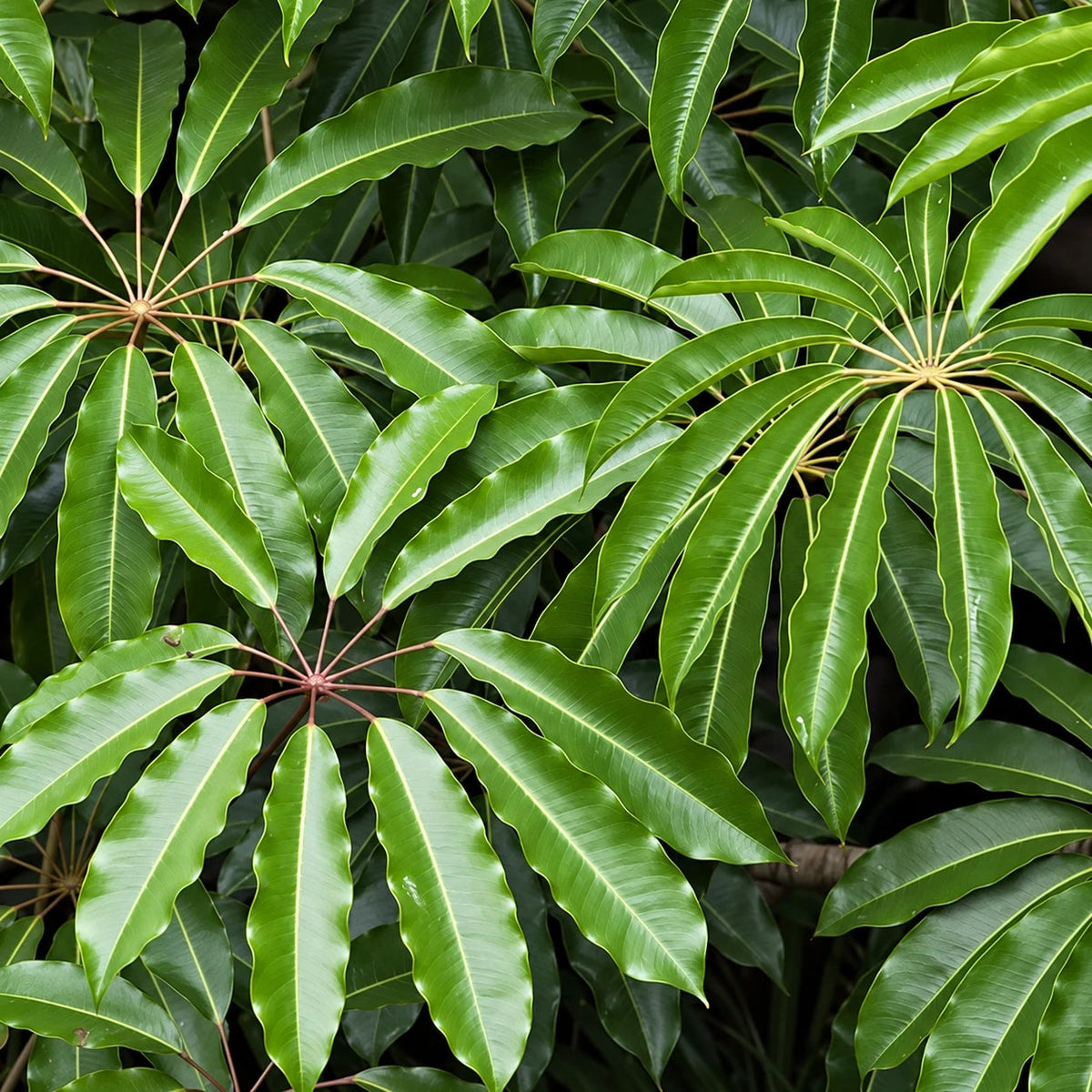 Schefflera Care: Growing Umbrella Plants