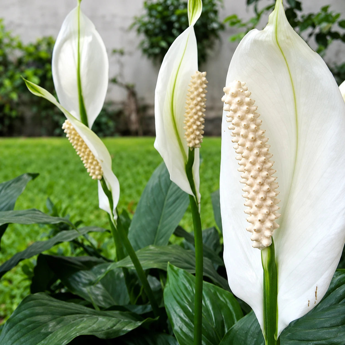 Peace Lily Care