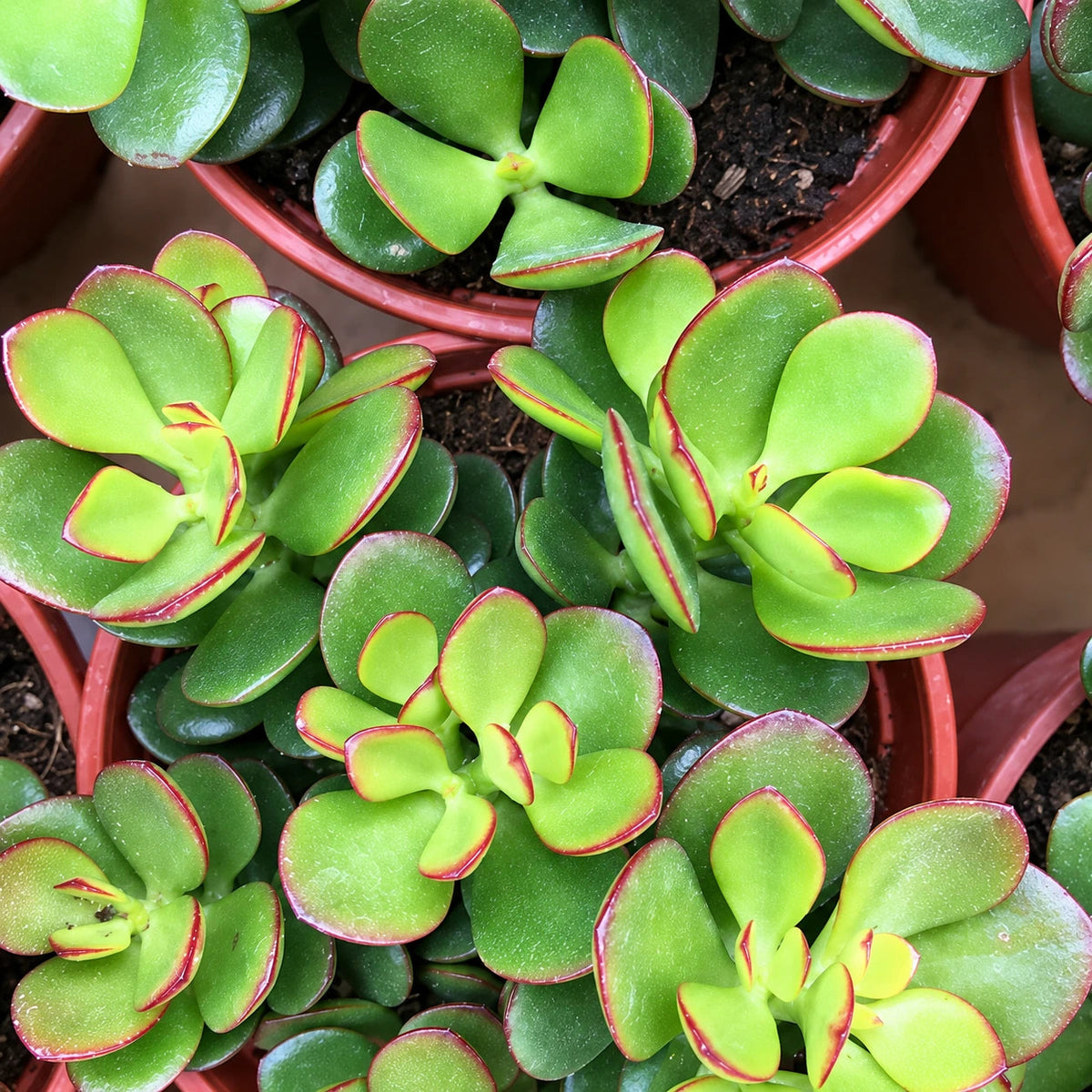 Crassula Care: Growing Jade Plants