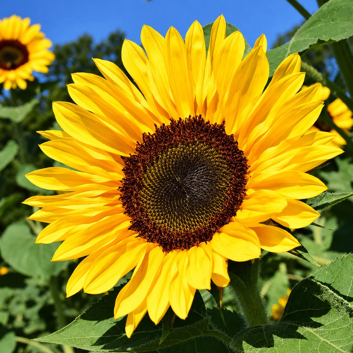 How to Grow Sunflowers