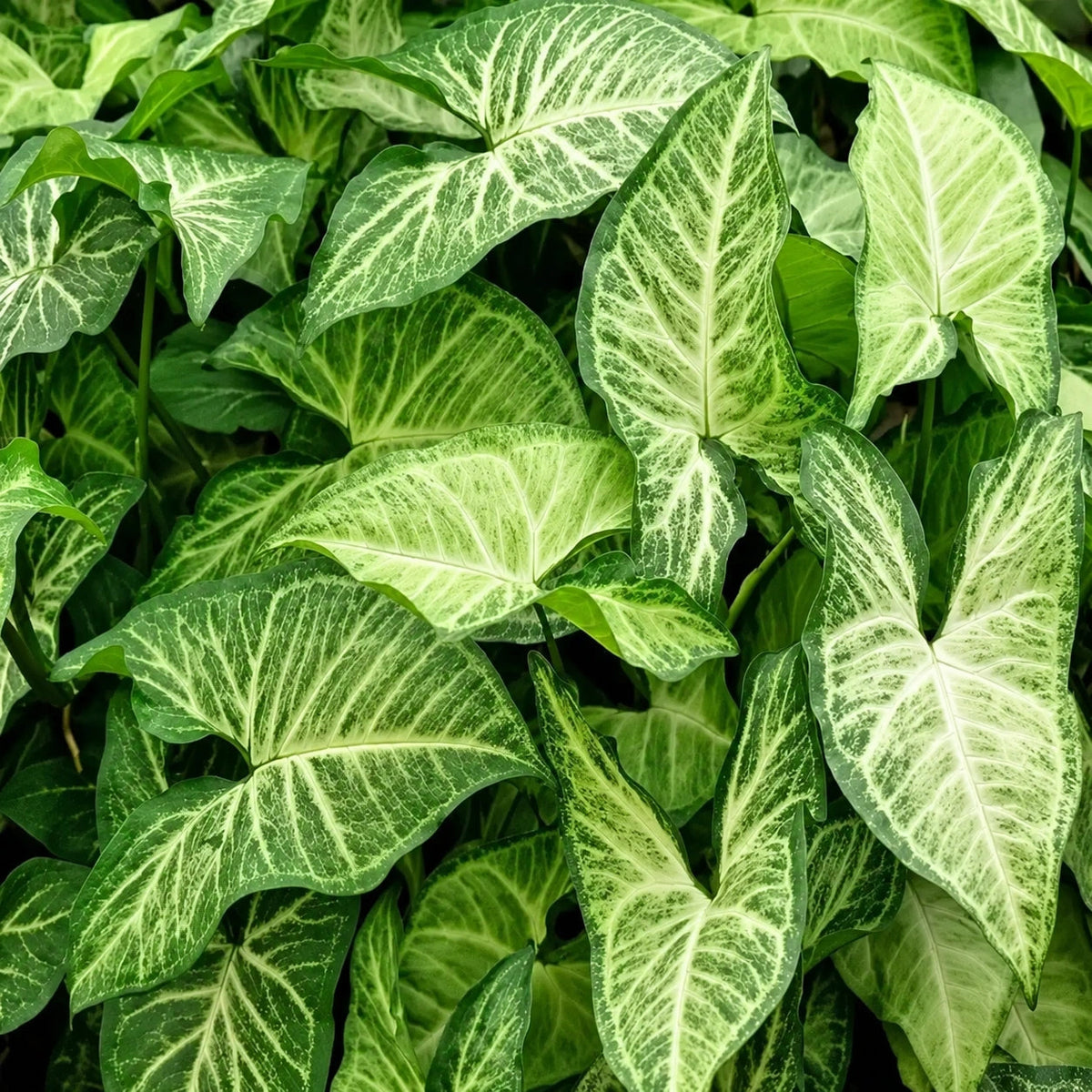 Syngonium Care