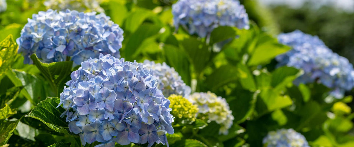 How to Propagate Hydrangeas