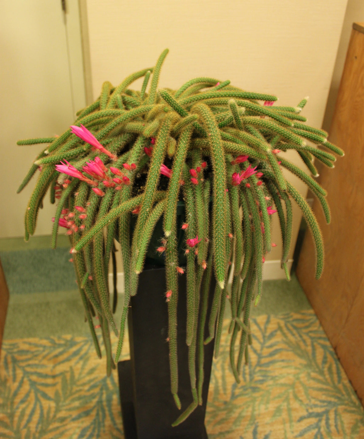 Rat Tail Cactus Care