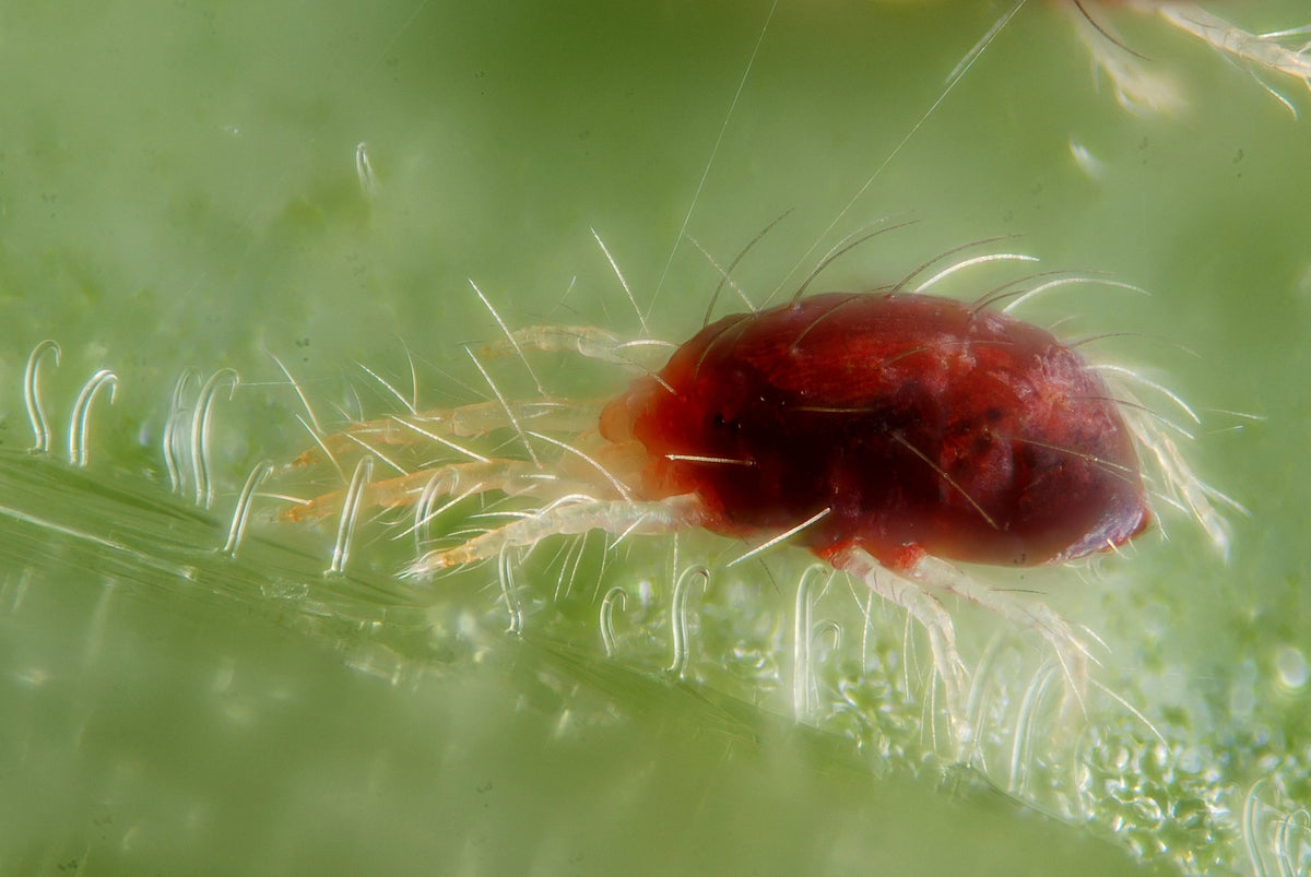 Spider Mites: Signs and Control