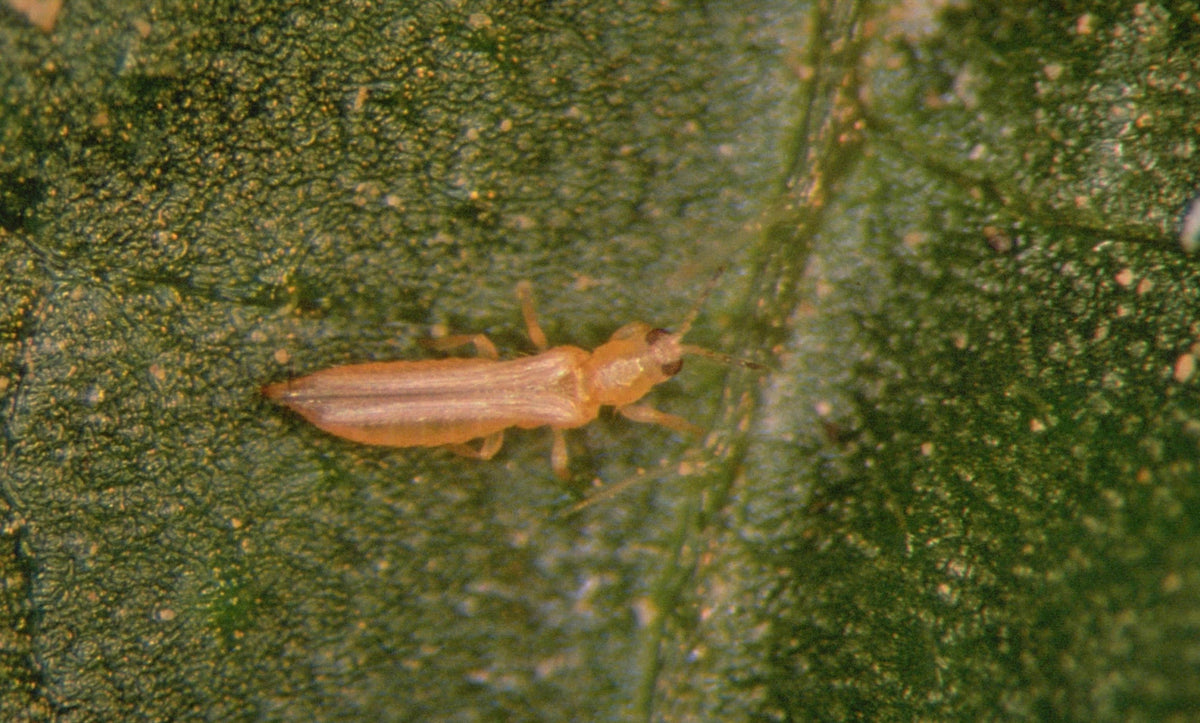 How to Identify and Manage Thrips