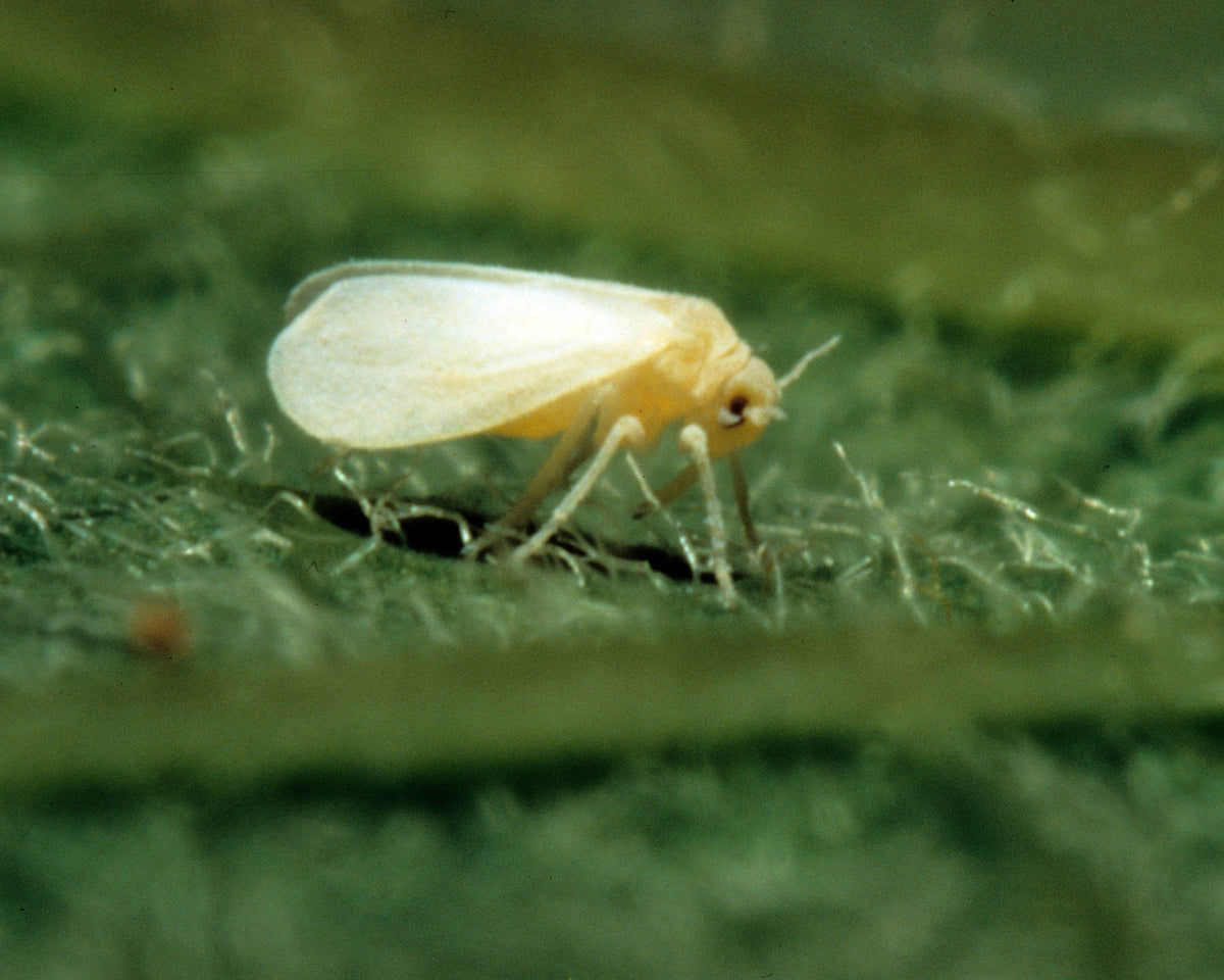 How to Identify and Manage Whiteflies