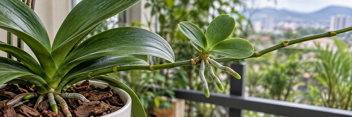 How to Propagate Orchid Keikis