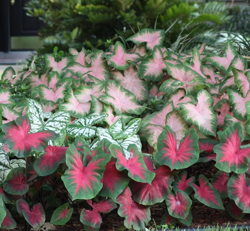 How to Grow and Propagate Caladiums