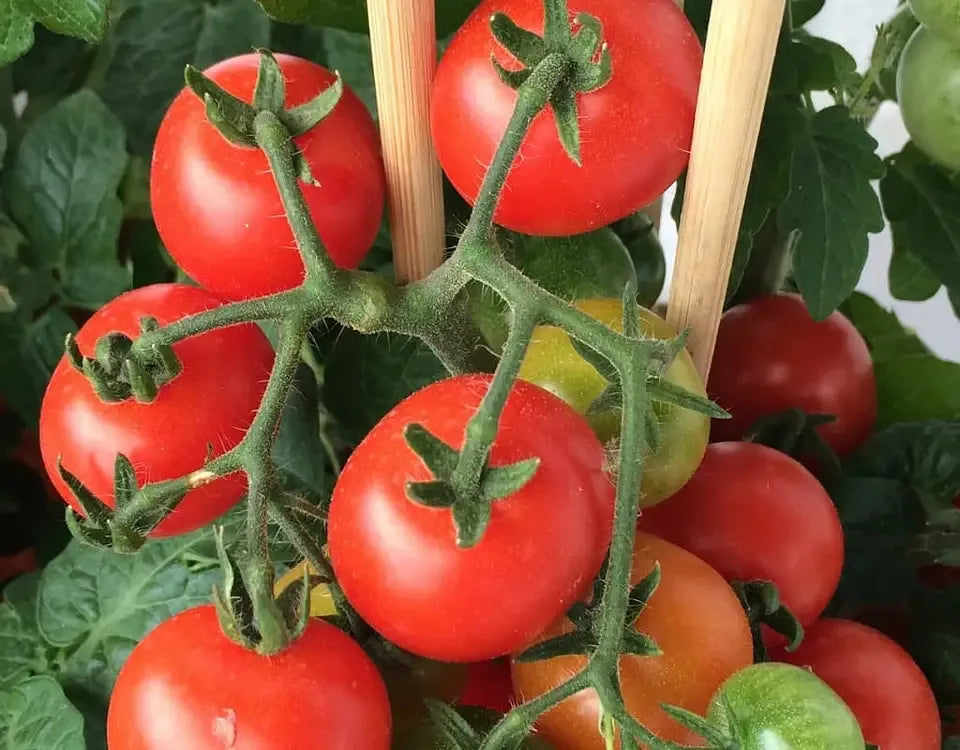 Gardening with Kids: Harvesting Tomatoes