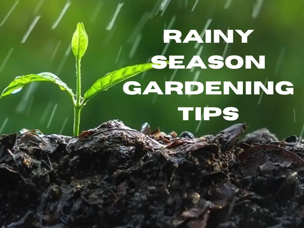 7 Ways to Prepare Your Garden for Heavy Rain
