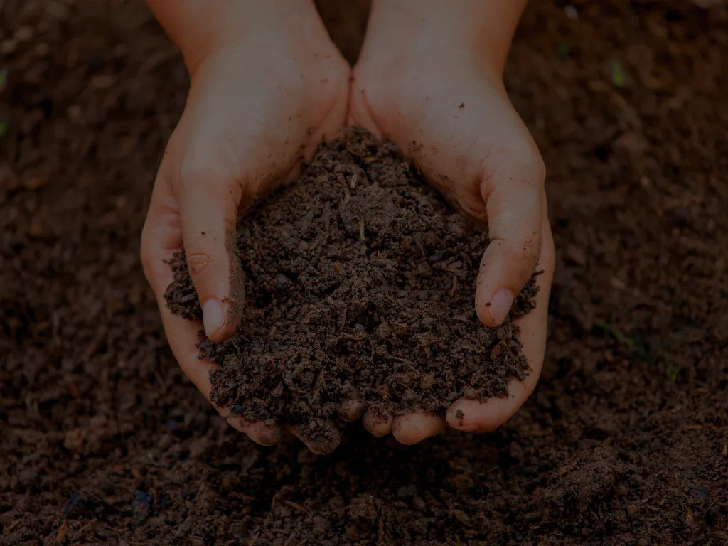 Caring for Garden Soil in Hot Weather