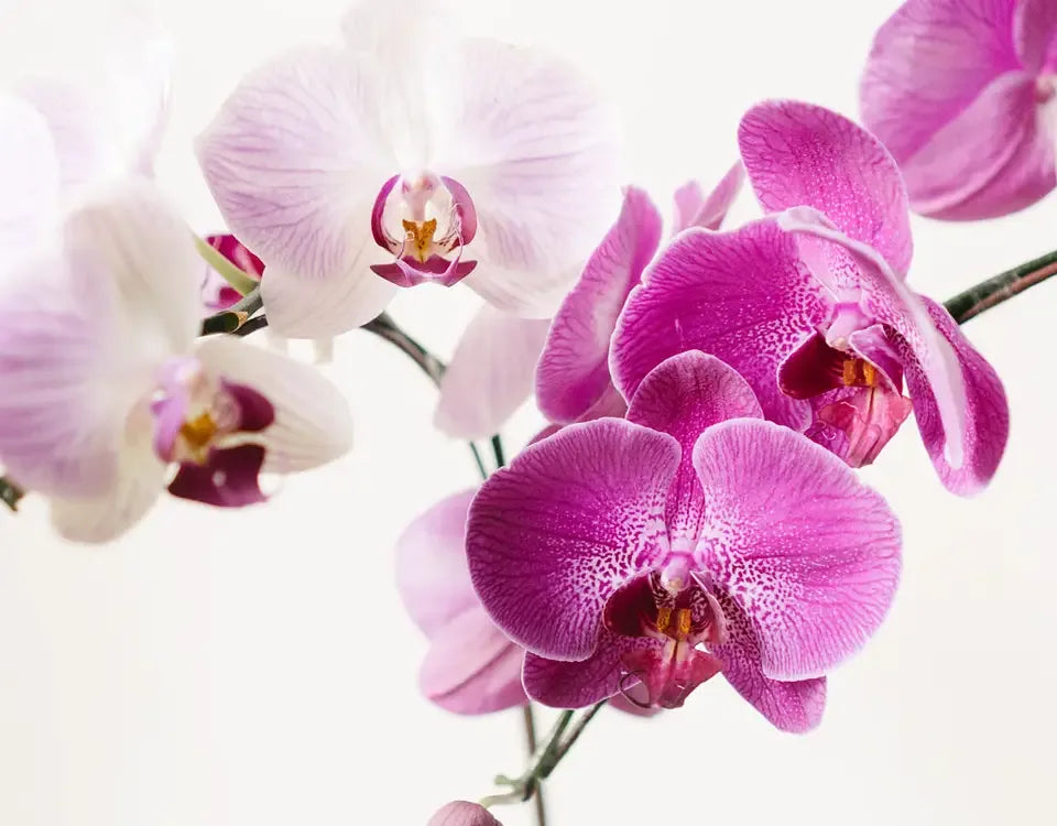 6 Practical Orchid Care Tips