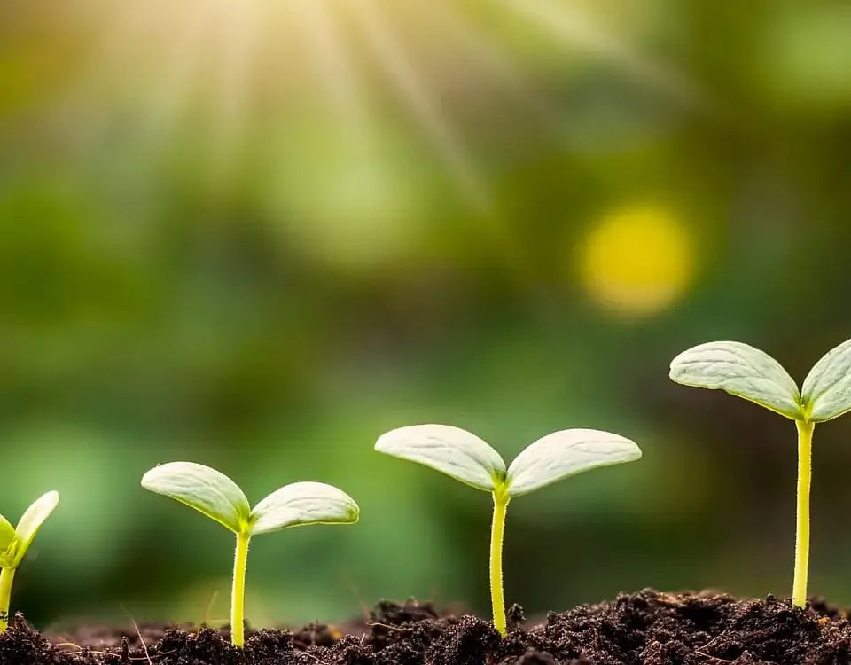Paper Towel Seed Germination: 8 Steps
