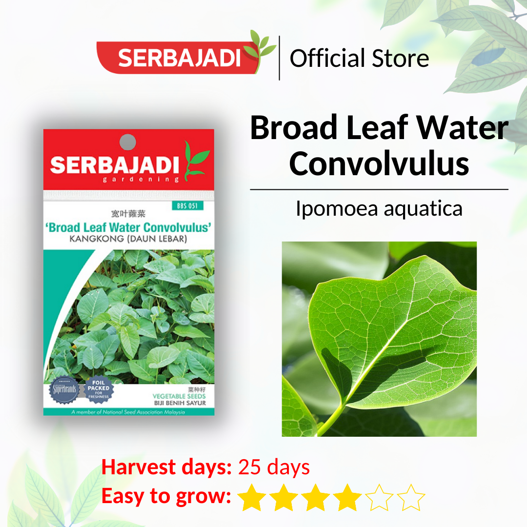 Serbajadi Broad Leaf Water Convolvulus Kangkong Daun Bulat VS051- Vigorous Growth & Abundant Harvest product image 5