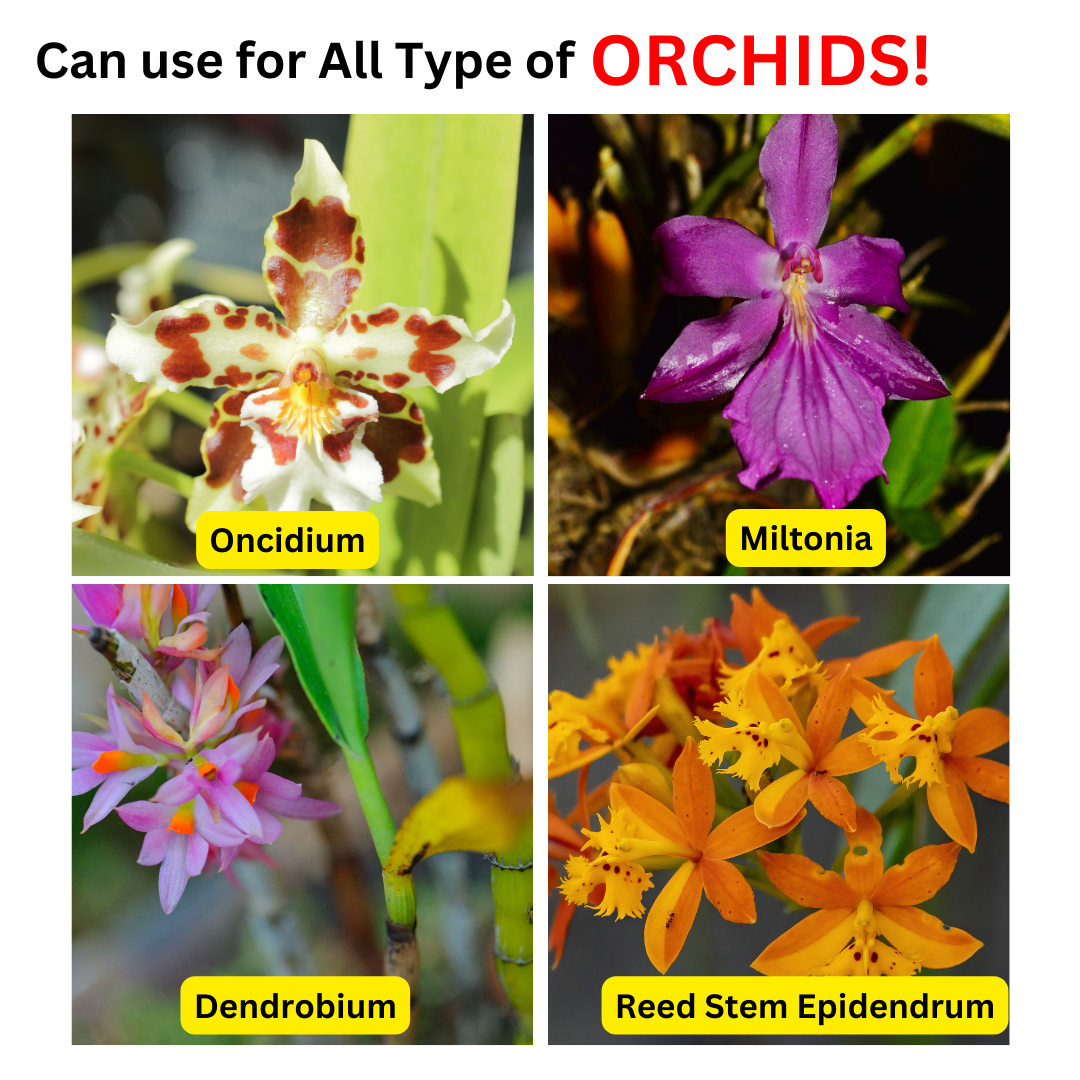 Serbajadi Plant Food Orchid Spray 1 product image 2