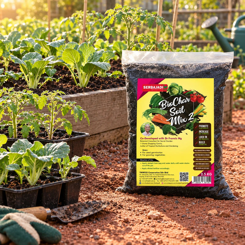 Serbajadi Biochar Soil Mix 2 beside seedlings in a raised bed.