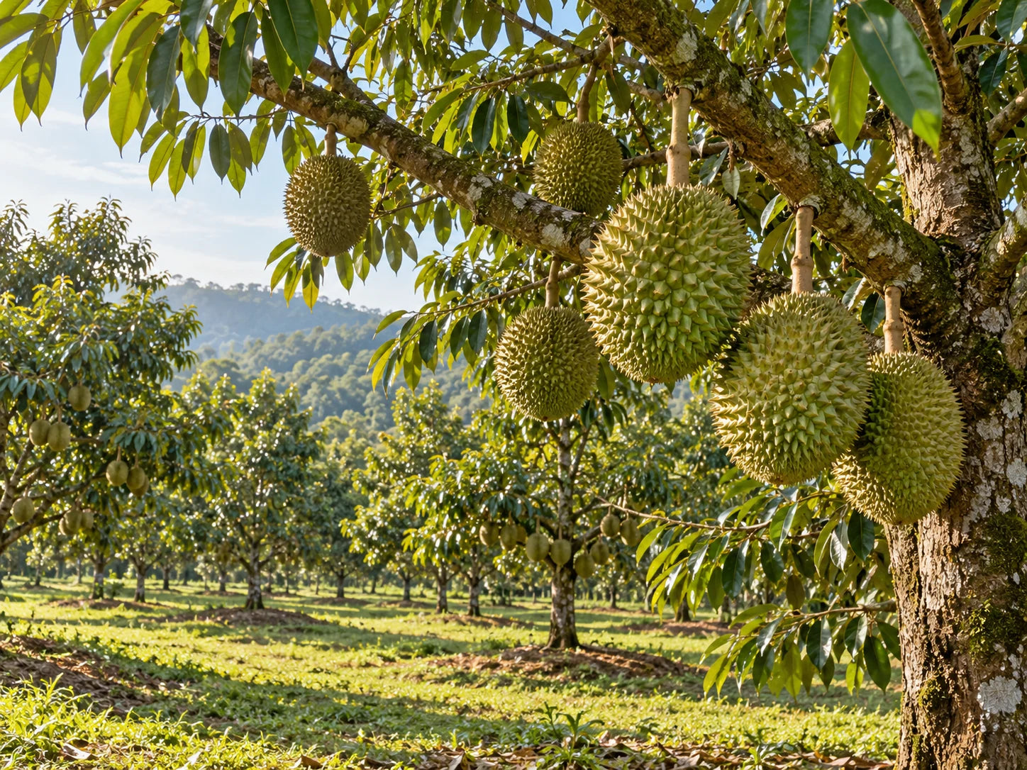 Mature durian trees bearing fruit in a Malaysian commercial orchard