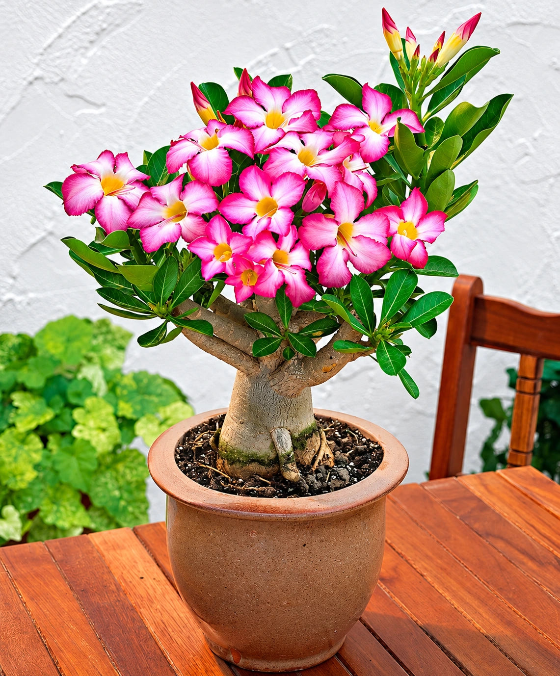 Adenium container selection