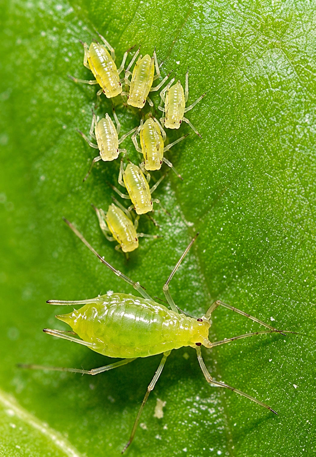 Aphids clustered on plant stem