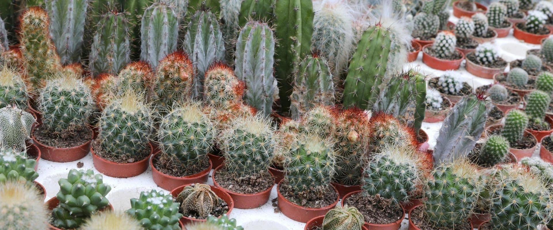 Cactus and Succulent Care