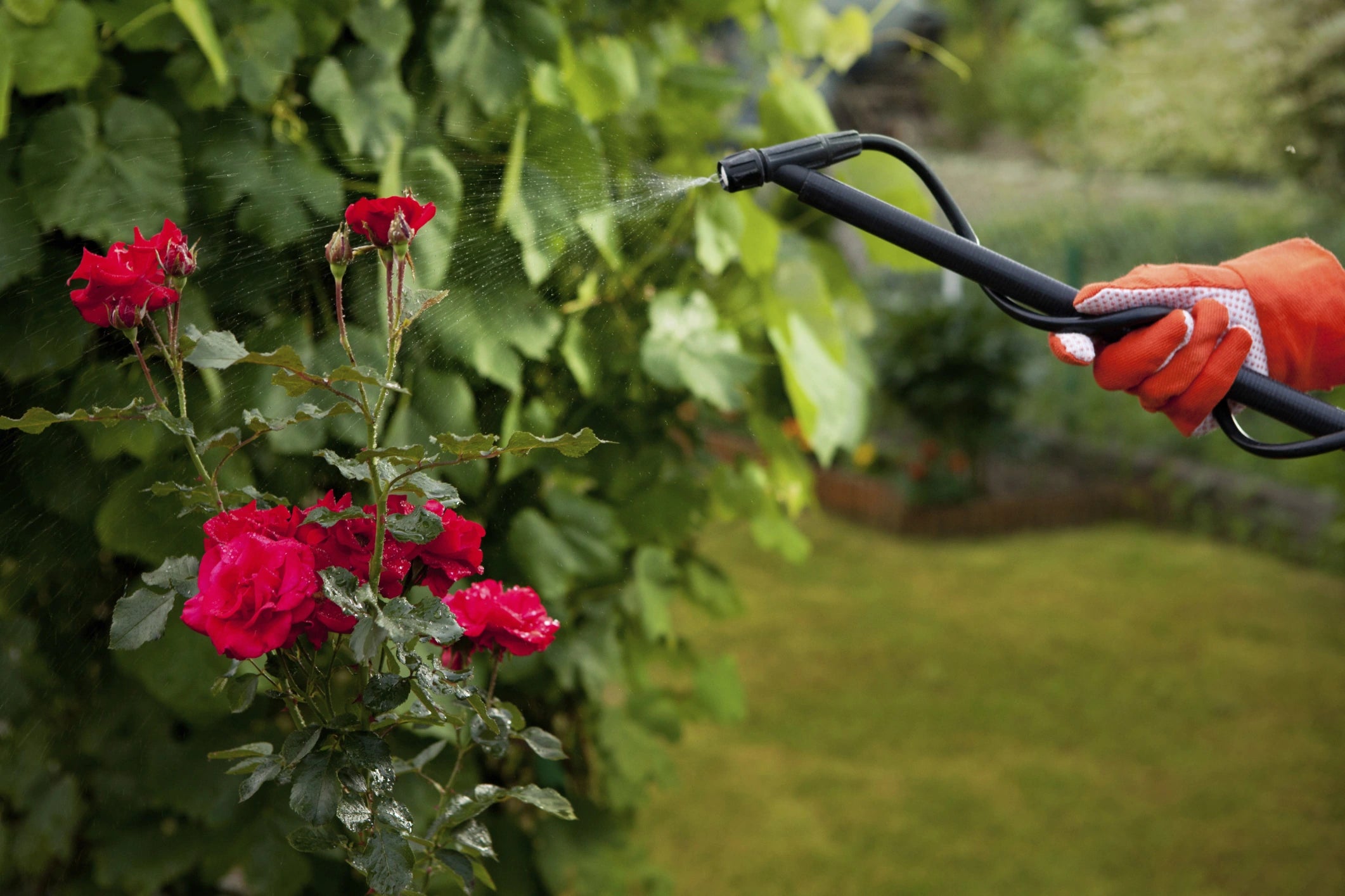 5 Common Garden Pests and How to Manage Them