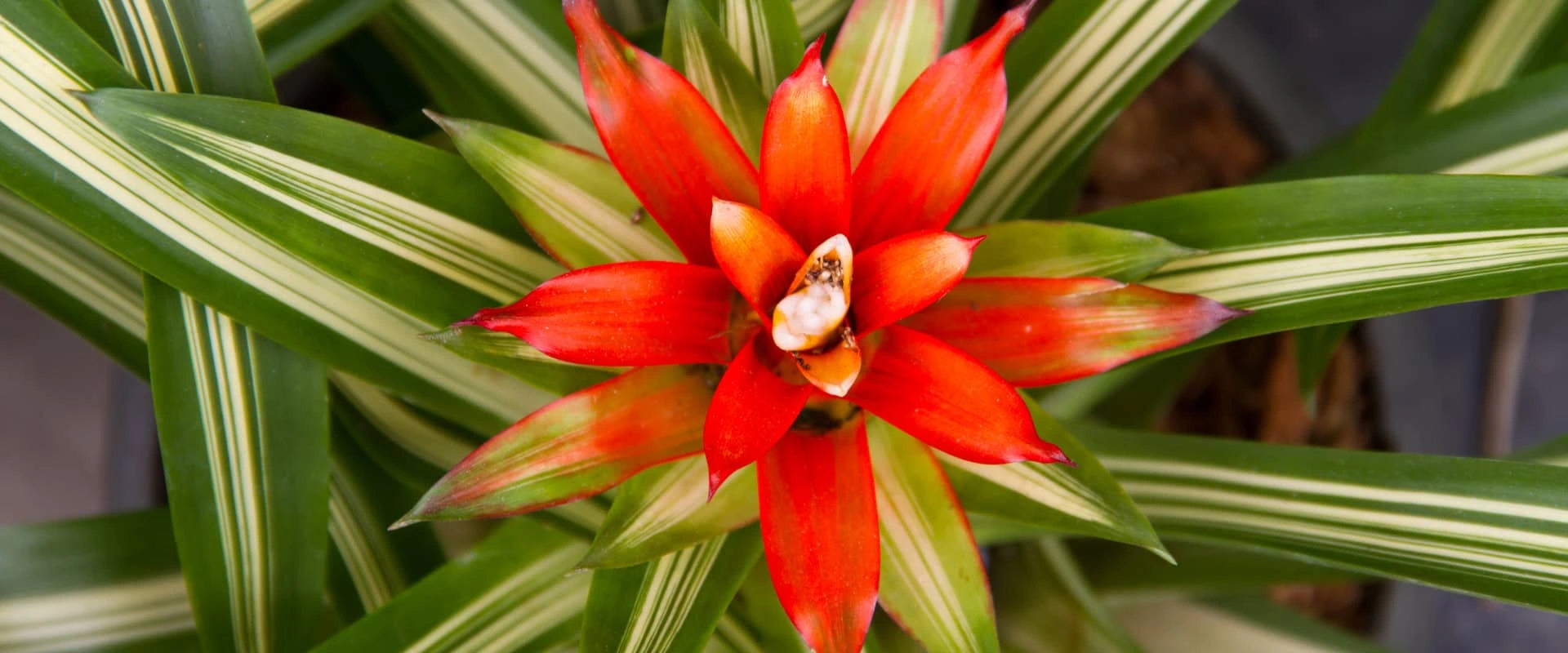 Bromeliad Care