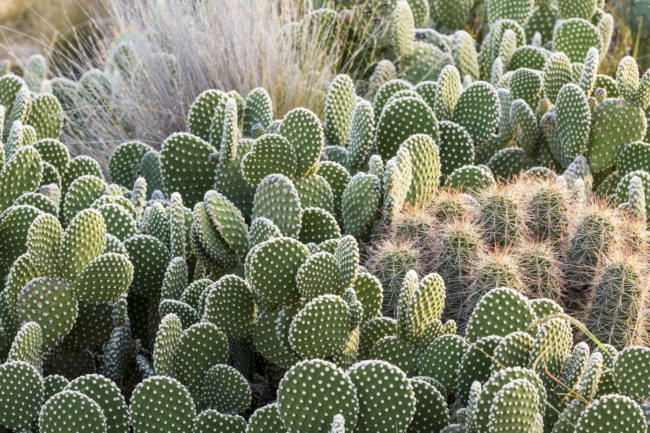 Rat Tail Cactus Care