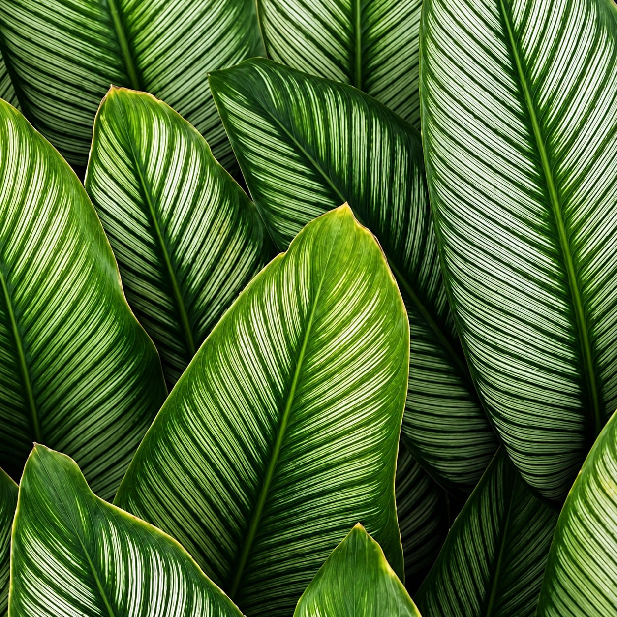 Calathea Care