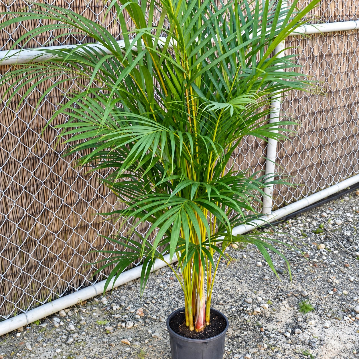 Cane Palm Care