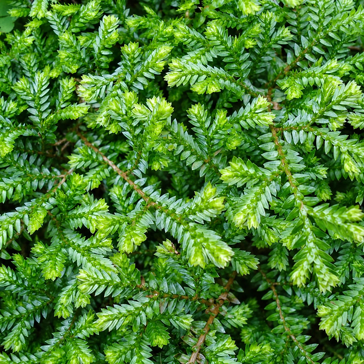 Selaginella Care: Growing Spikemoss
