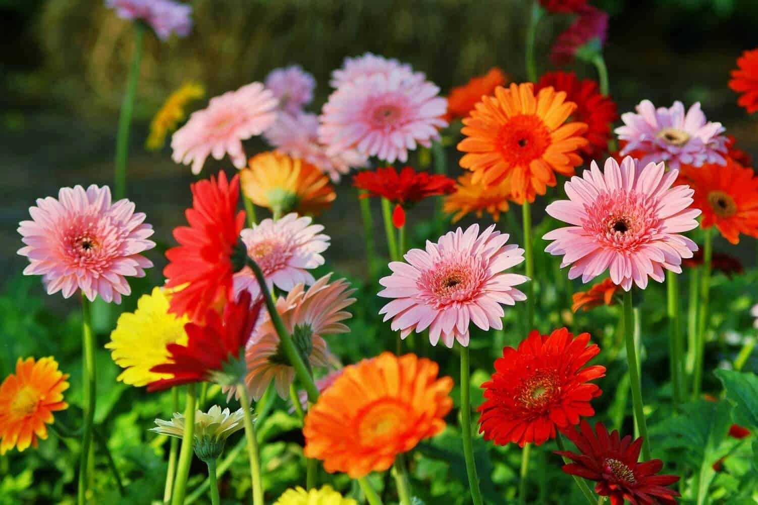 Gerbera Daisy Care