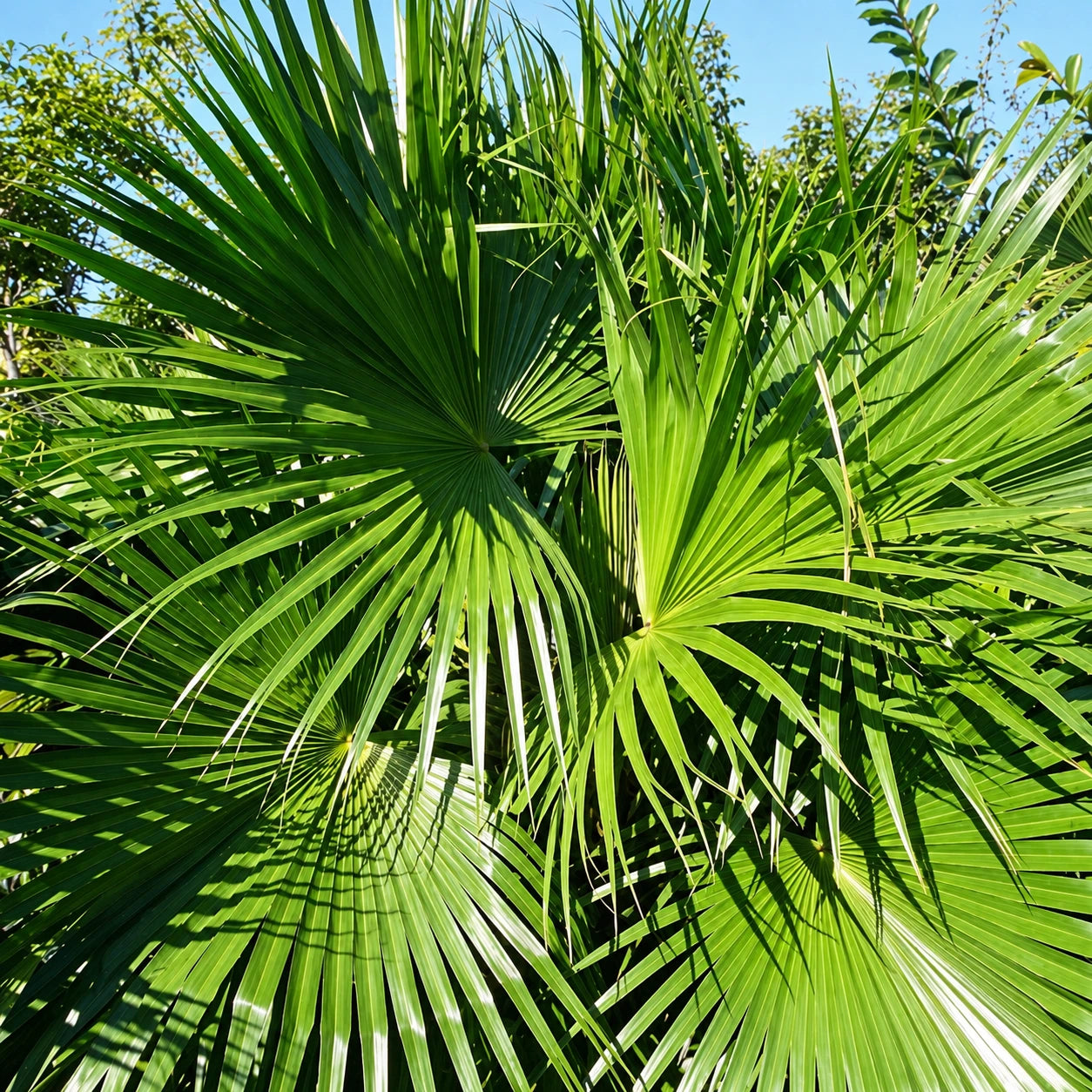 Fan Palm Care