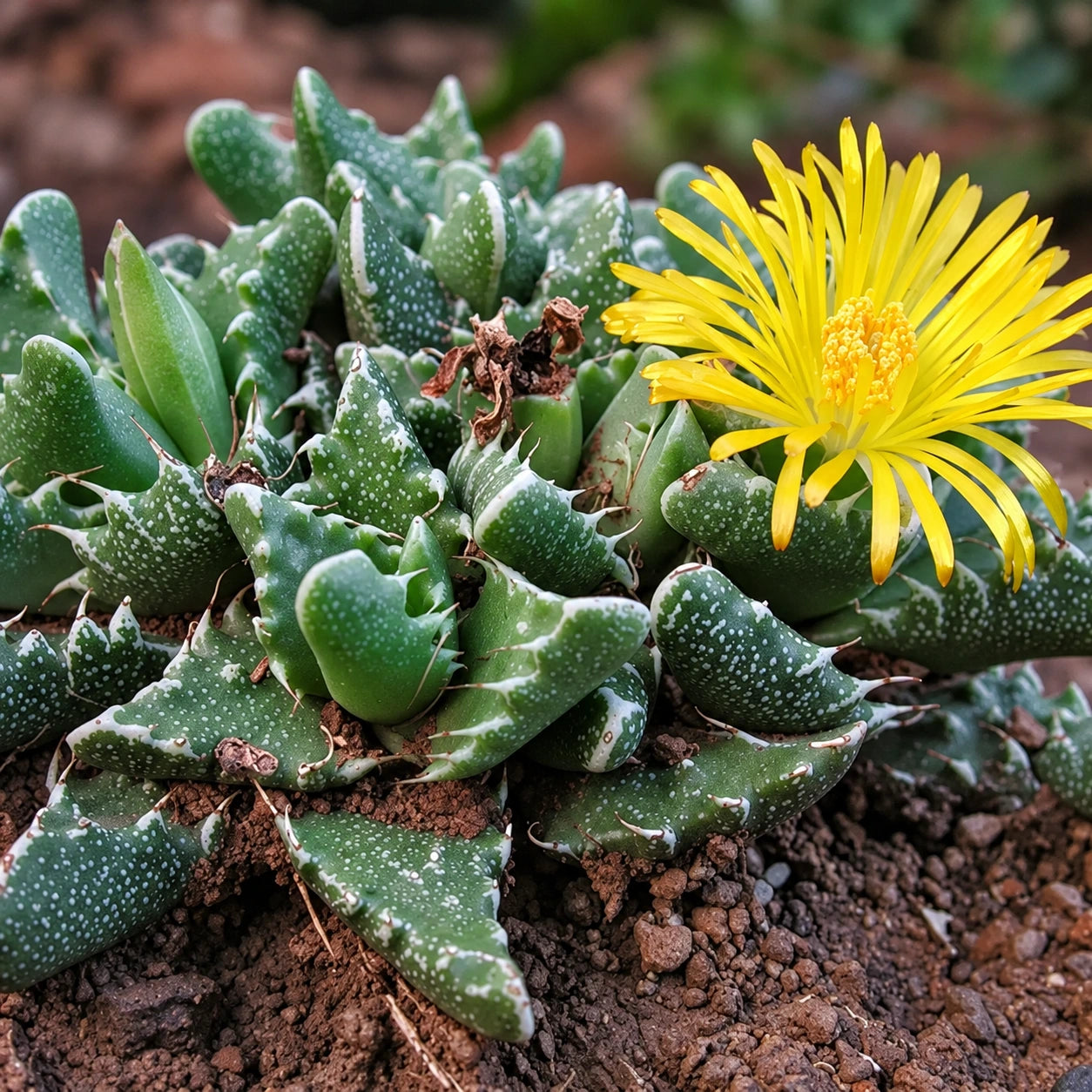 Faucaria Care: Growing Tiger Jaws