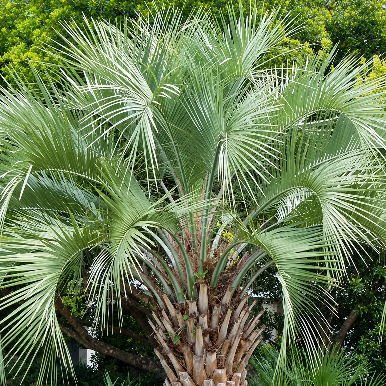 Feather Palm Care