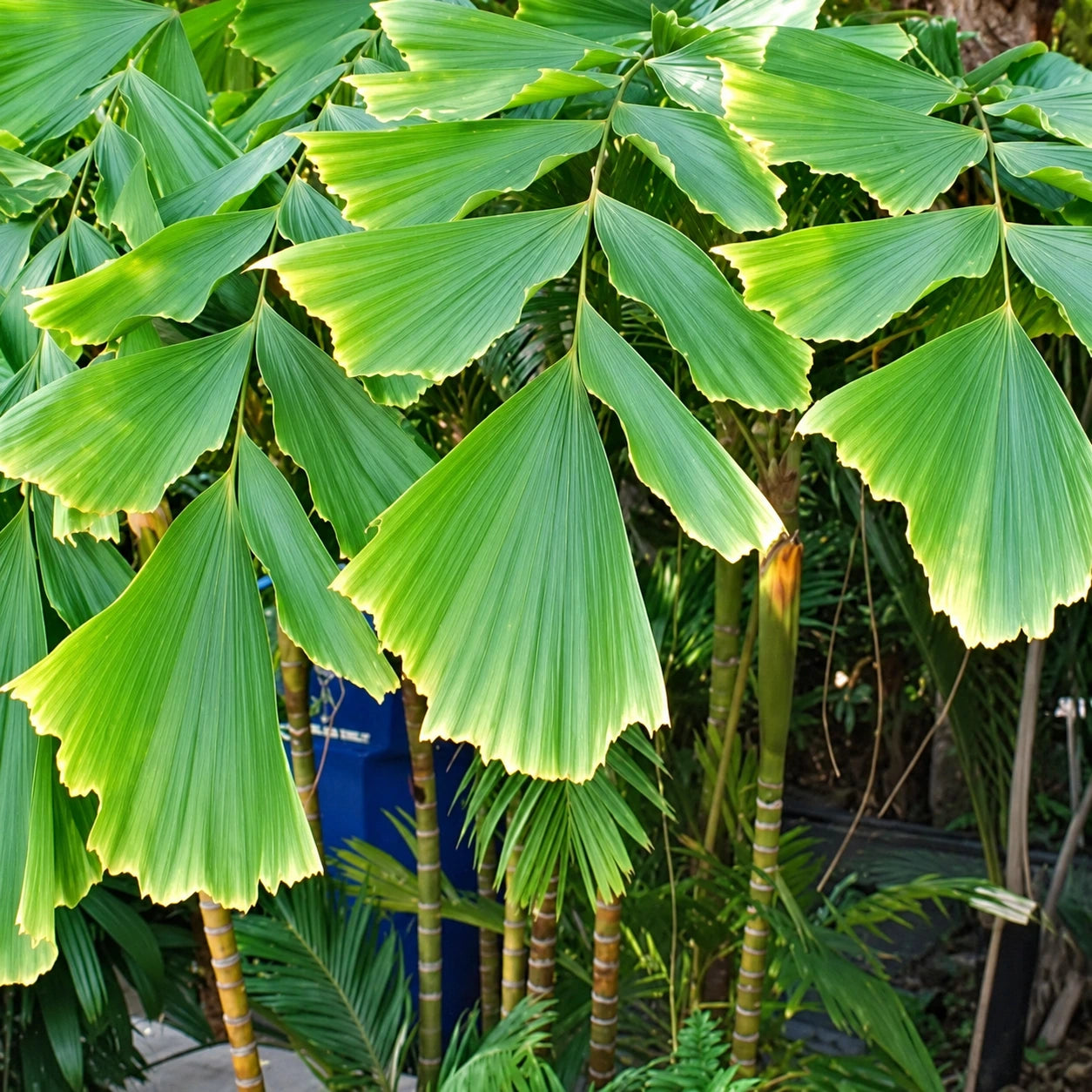 Fishtail Palm Care
