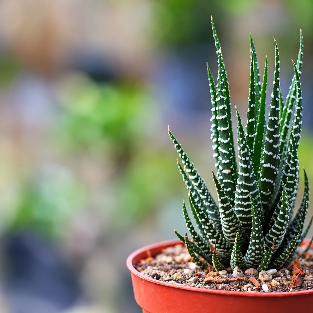 Haworthia Care