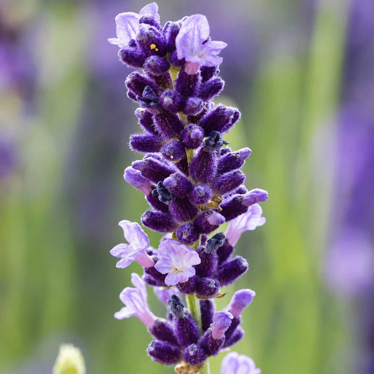 Growing Lavender