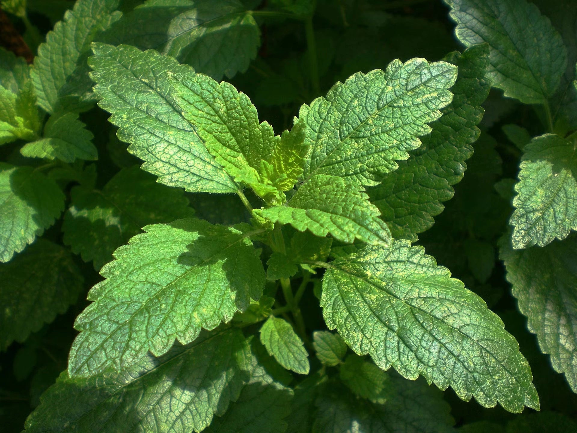 How to Grow Lemon Balm