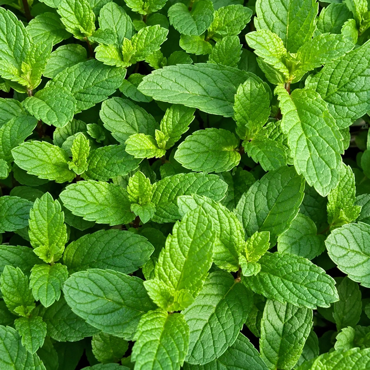 How to Grow Mint