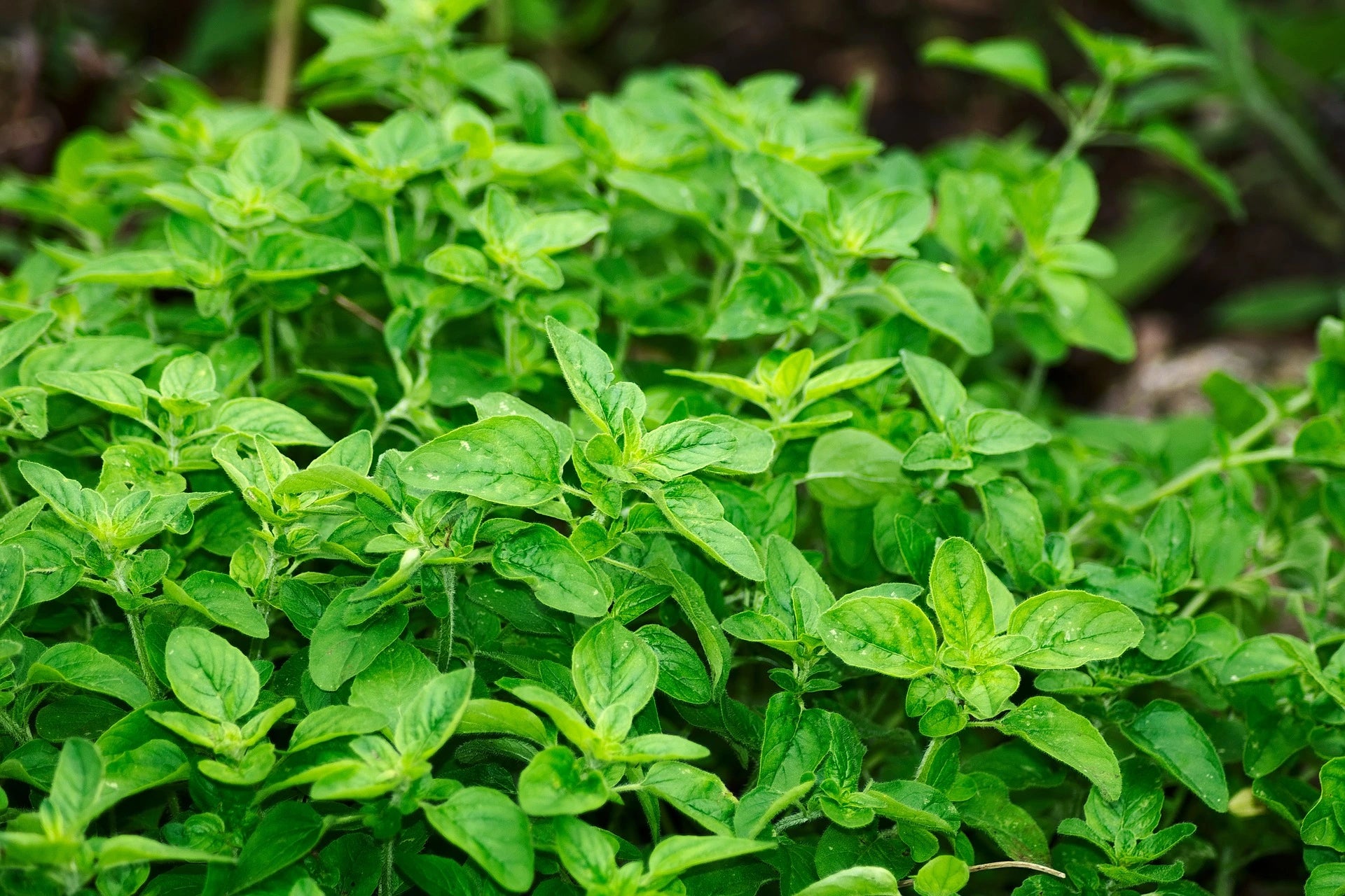 How to Grow Oregano