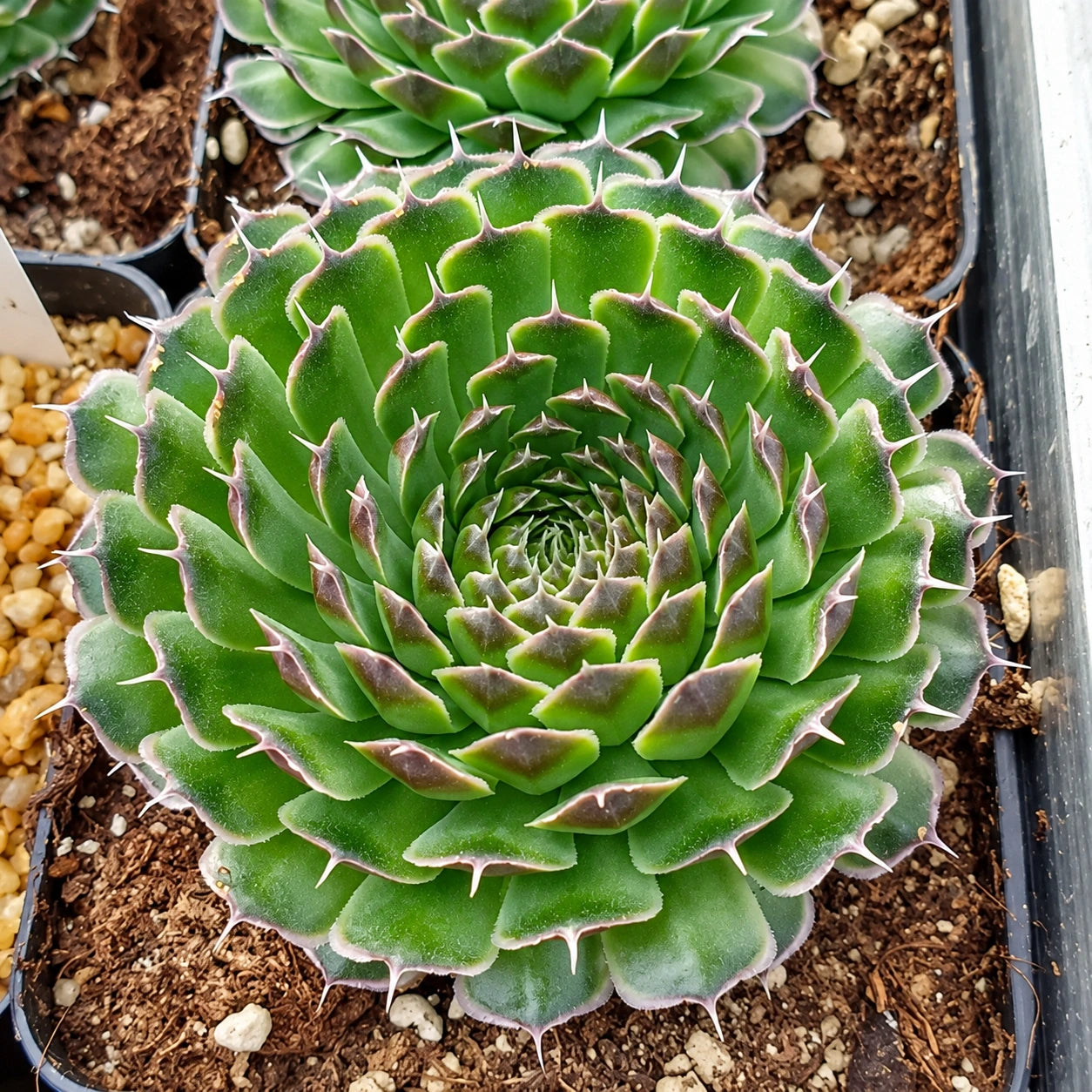 Orostachys Care: Growing Dunce Cap Succulents