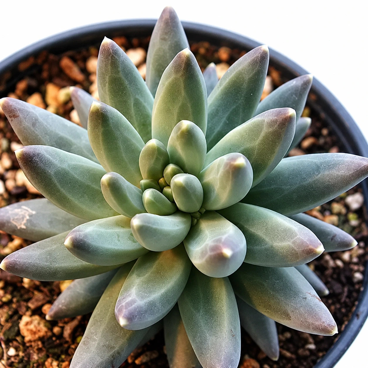 Pachyphytum Care: Growing Moonstones