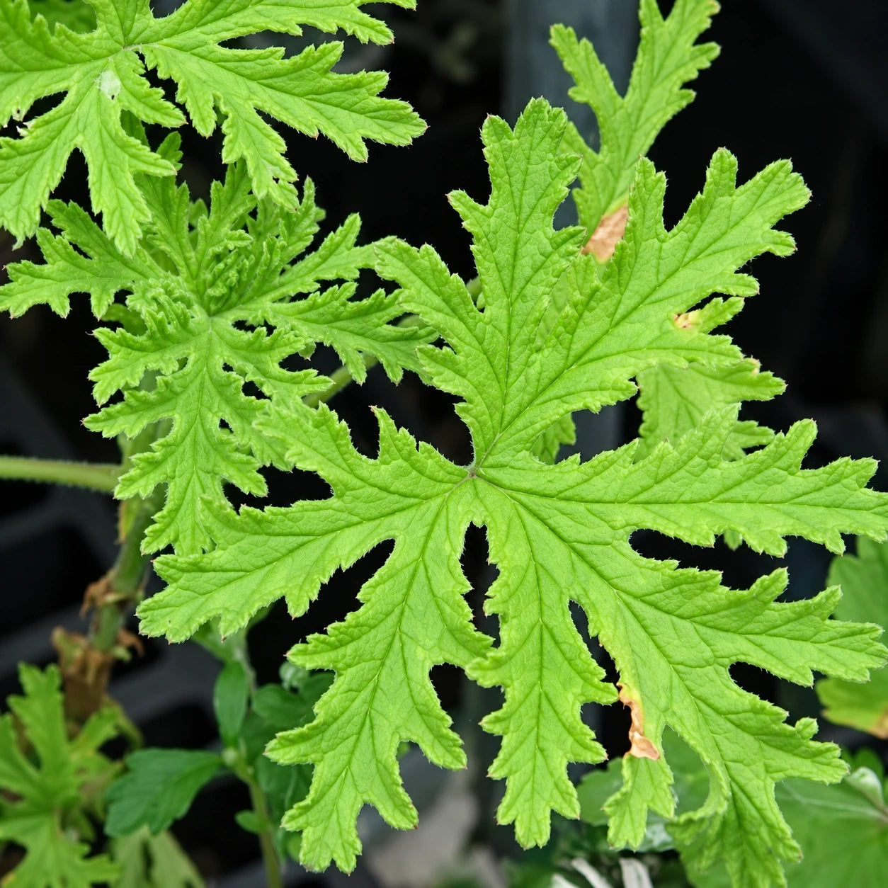 Growing Scented Geraniums