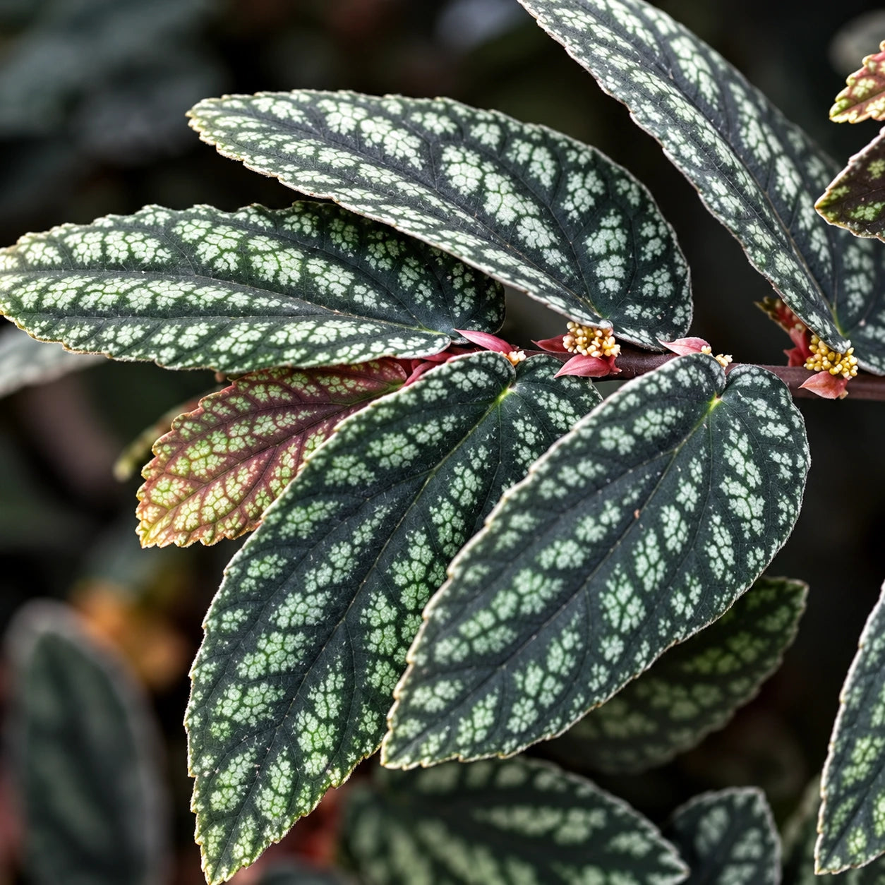 Pellionia Care: Growing Watermelon Vine